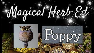 Magic Herb Education - the Poppy