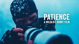 Patience | A Wildlife Short Film