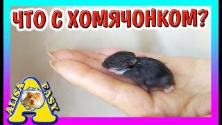 ЧТО С ХОМЯЧОНКОМ СТЕШИ? \ СПАСЕНИЕ ХОМЯКА \ ХОМКИ В ОПАСНОСТИ \ Alisa Easy Pets