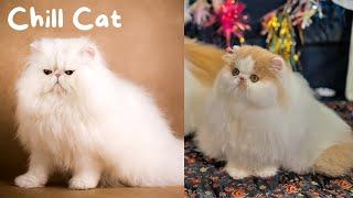 12 Things You Should Know Before Getting a Persian Cat | The Cat Butler