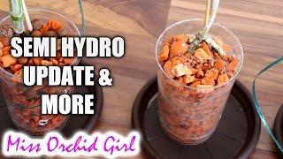 Orchids in semi hydroponics - Updates and thoughts