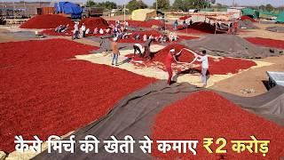 A to Z chilli farming technique with mulching + drip irrigation in India profit  मिर्च की खेती