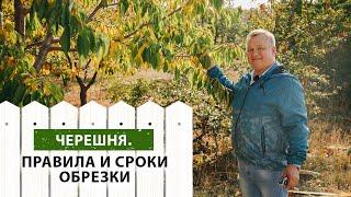 ЧЕРЕШНЯ. Правила и сроки обрезки