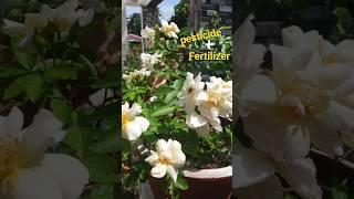 1 drop കൊണ്ട് ഇങ്ങനെയും പൂക്കൾ? #rosecaring #garden #fertilizer #rose #adenium #plant #homegarden