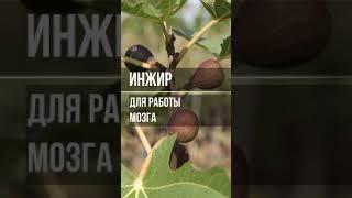 Инжир польза и вред #Shorts