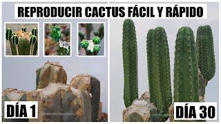 Como reproducir cactus fácil y rápido / How to Propagate Cactus Easy and Fast CC English