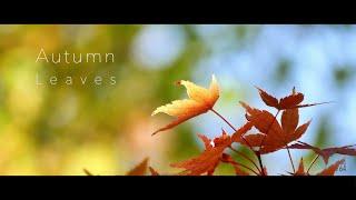 彩る紅葉。Japanese beautiful autumn leaves