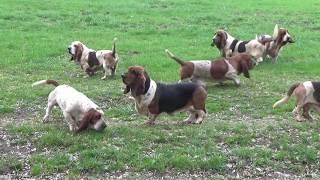 Les Basset Hound du Rallye d´Herbauges