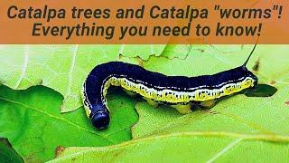 Catalpa Worms are actually caterpillars! Learn all about their  relationship with Catalpa trees!