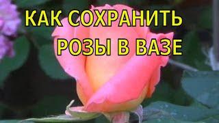 Как сохранить розы в вазе дольше.