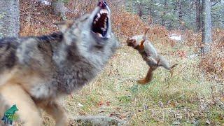 Squirrel bites wolf pup on the nose