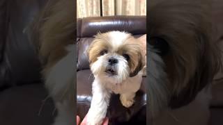 Everything for that one treat  Shihtzu dog #dog #shihtzu