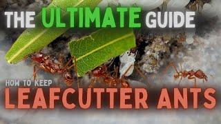 How to Keep Leafcutter Ants: Every Last Detail