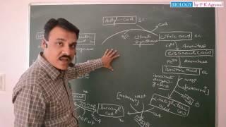 Easy way to learn Krebs Cycle (TCA or Citric Acid Cycle)