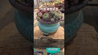 다육이 키핑장#쑥쑥다육#다육이 #다육식물 #succulent #plants