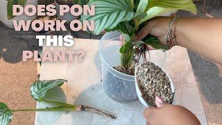 3-Minute Semi-Hydroponic Guide | Transferring My Calathea Orbifolia to PON