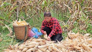 Harvested 3 bags of corn. Sold one bag in exchange for organic fertilizer. Ly Phuc Ca