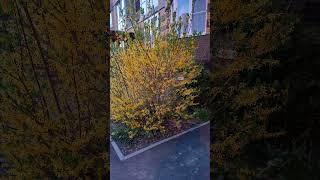 Цветение барвинка, форзиции и магнолии в апреле #nature #дача #цветы #garden #барвинок #сад