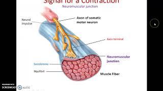 Human Anatomy Chapter 10: Muscular Tissue