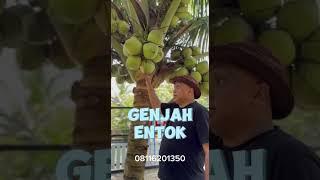 Kelapa Genjah Entog memang serbaguna