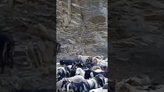 Bakarwal/ Kashmir #goat,#goatfarmers,##indianpakistanborder,#neelam#viral,#goatfarming ,#Nature