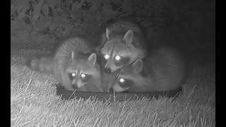 Adorable raccoon family on backyard trailcam