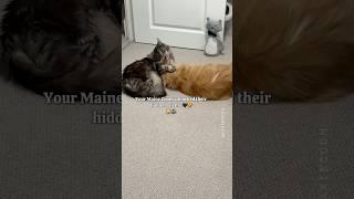 The Most Talented Maine Coon Duo You’ve Ever Seen  Maxie  and Foxie 