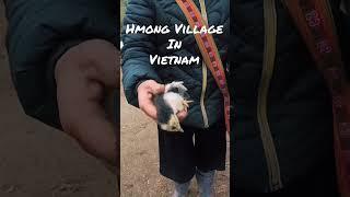 Trekking To #Hmong village in #SapaVietnam