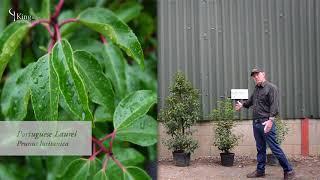 Laurel Hedge Information and Advice  about Cherry Laurel and Portuguese Laurel