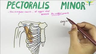 Pectoralis Minor - Muscle | Origin | Insertion | Nerve supply | Action