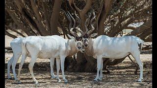 Animals Video | Addax Eating