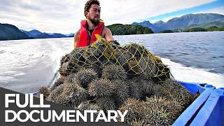 Spiky Gold Hunters: The Perils of Sea Urchin Diving | Free Documentary