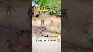 #pitbull #vs #streetdog #dogs #dogshort #dogvideos #viralvideo #today #newsong #trendingshorts #pet