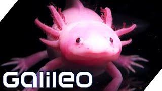 Peter Pan der Tierwelt: Axolotl - Der für immer junge Salamander | Galileo | ProSieben