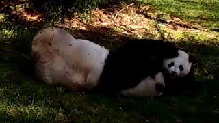 704 PANDA MEI XIANG & CUB XIAO QI JI