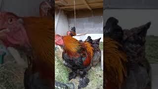 Крик петуха по утрам. Благородные куры. Северный Казахстан  Петропавловск