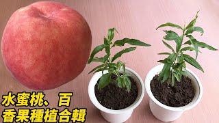 水蜜桃、百香果種植合輯 | Peach and passion fruit planting collection