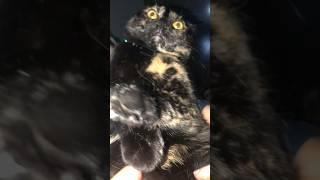 Mad kitty #funny #funnycats #funnyvideo #angry #cats #cat #catvideos