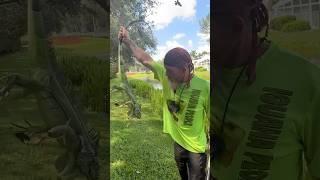 Man shoots monster iguana off tree! #shorts #iguana #tree #lizard #animals #hunting