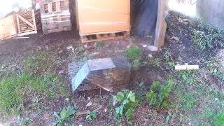 Raccoon removal in Middletown ct 203-235-1318 www.wildliferemovalct.com