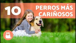 10 RAZAS de PERROS más CARIÑOSOS del mundo ️