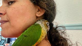 What Is  A Great #Parrot To Get Now? #parrot_bliss #perico #greencheek #exoticbirds #bestparrot