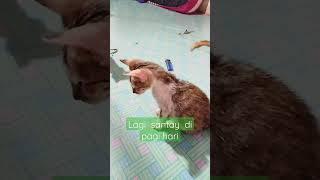 lagi santay fi pagi hari#videoshorts#shorts#kitten#catlover #kucingkampung