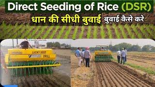 धान की सीधी बुवाई की पूरी जानकारी | Direct Seeding of Rice (DSR)