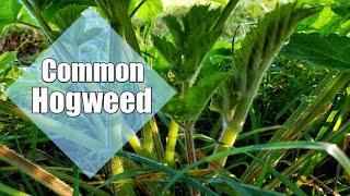 Common hogweed identification