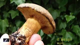 Suillus variegatus-Boletus variegatus-Boleto manchado- (214k60f)