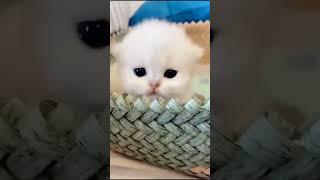 Meow Meow #subscribe #shorts #YouTube #viral #cat #kitten #views #animals #tiktok