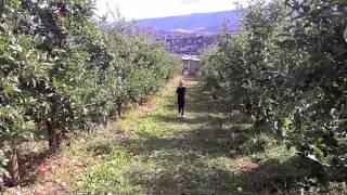 Apple Picking at Davison Orchards