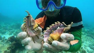 Ep. 296 Saang or SpiderShell Adventure! Catch & Cook