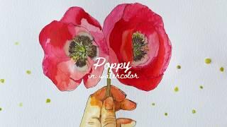 Poppy (August Flower) | Sketch + Watercolor Timelapse by Sarah Jeehae Choi